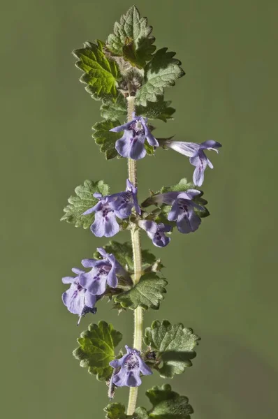 Charlie Rampant Glechoma Hederacea Tige Avec Des Fleurs — Photo