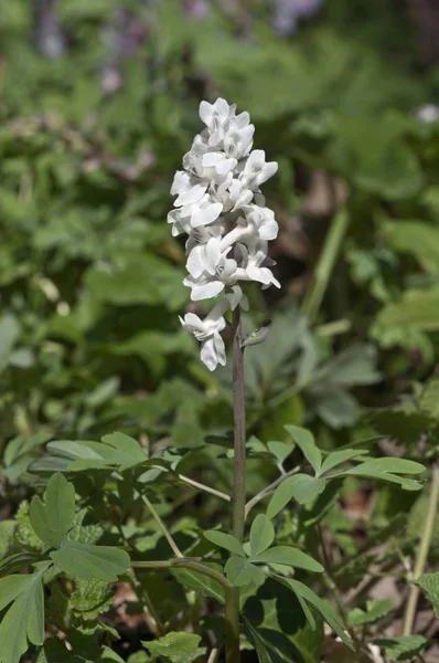 Blühender Corydalis Weiße Blume Corydalis Cava — Stockfoto