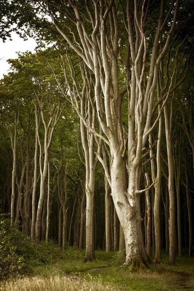 ブナの原生林 幻影の森林 Nienhagen ドイツ ヨーロッパ — ストック写真