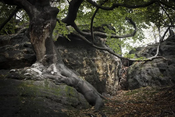 Old beech tree, Fagus tree on rock in forest