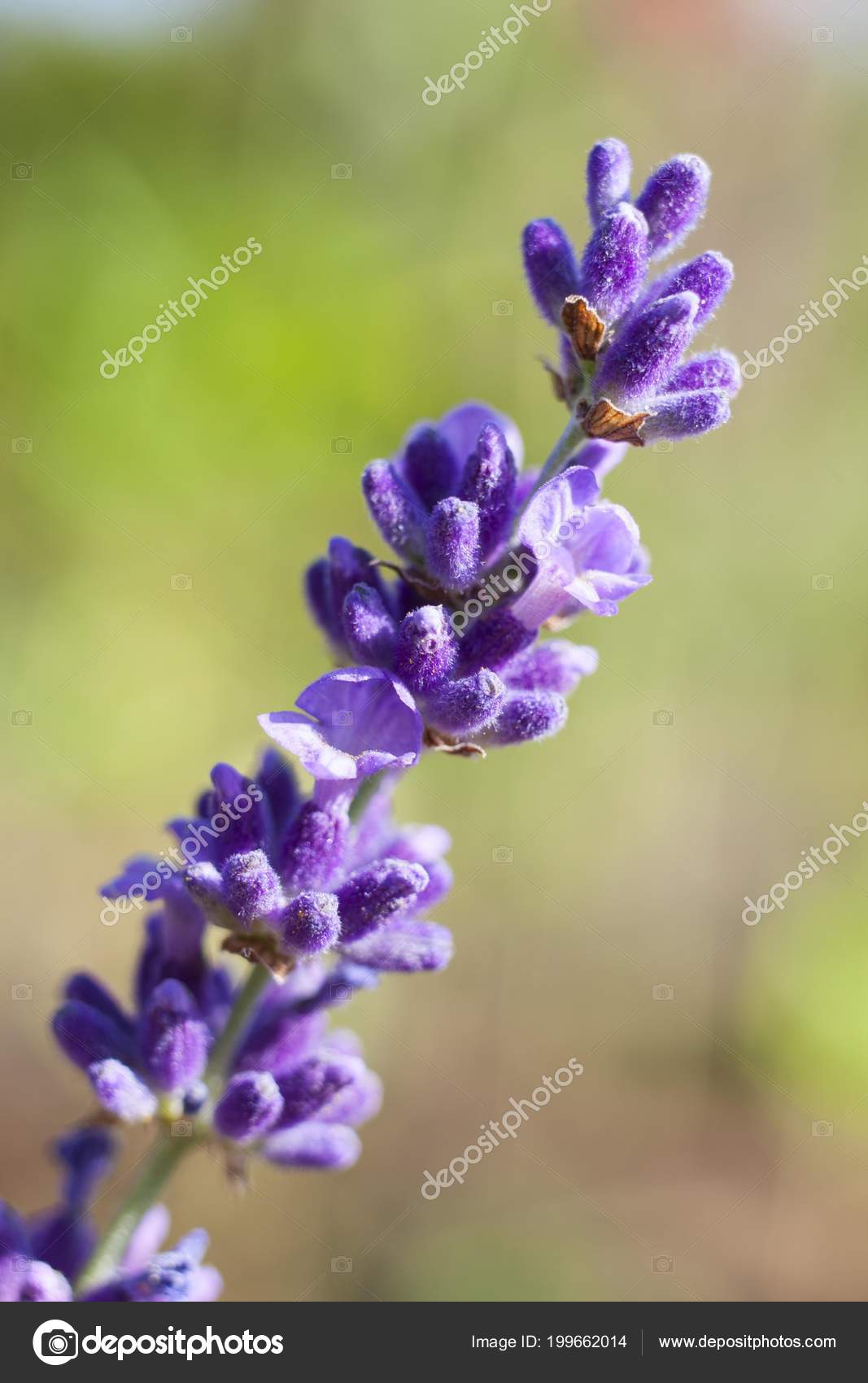 Verdaderas Flores Lavanda Lavandula Angustifolia Flores Púrpuras:  fotografía de stock © imagebrokermicrostock #199662014 | Depositphotos