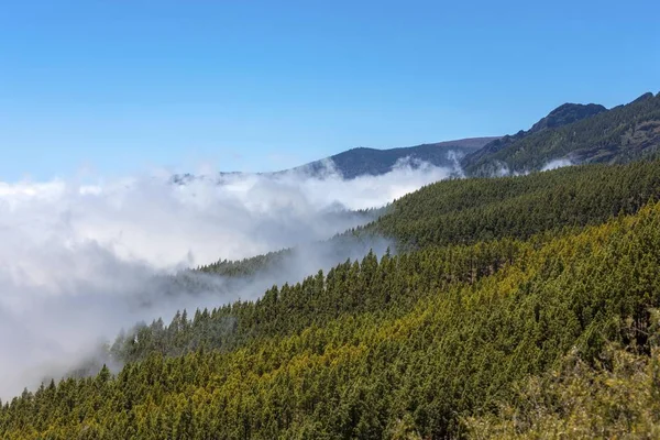 Cloud Hung Forest Teide National Park Unesco World Natural Heritage — Stock Photo, Image