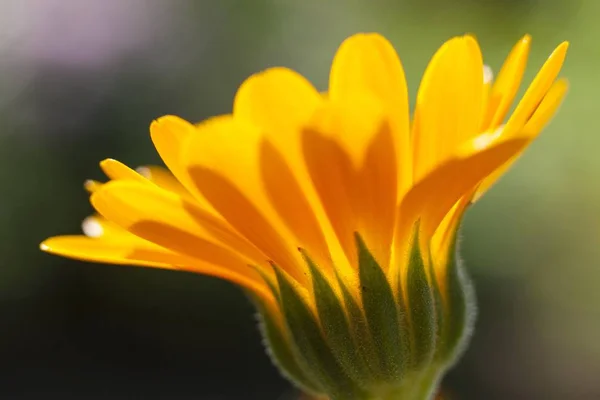 Κίτρινο Λουλούδι Calendula Officinalis — Φωτογραφία Αρχείου