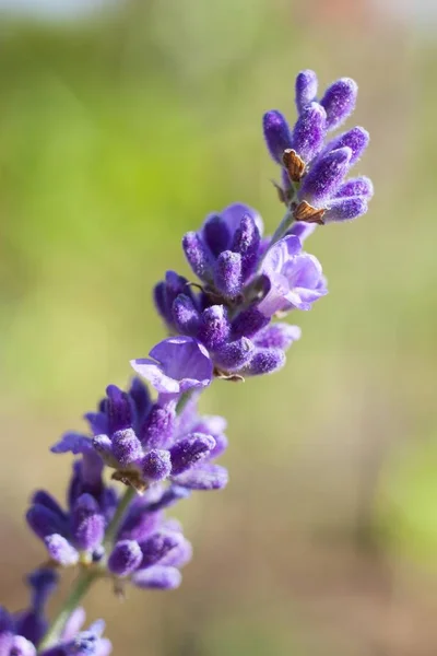 Prawdziwe Kwiaty Lawendy Lavandula Angustifolia Fioletowe Kwiaty — Zdjęcie stockowe