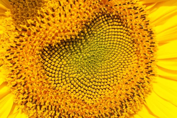 Makroaufnahme Von Gelber Sonnenblume Helianthus Annuus Blütenblättern Und Samenkopf — Stockfoto