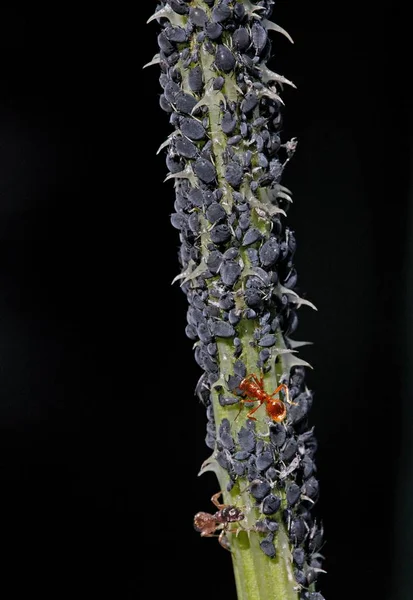 Bladluizen Plant Luizen Een Distel Wordt Door Mieren Gemolken — Stockfoto