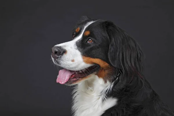 Bernese Mountain Dog Портрет Собаки Германия Европа — стоковое фото