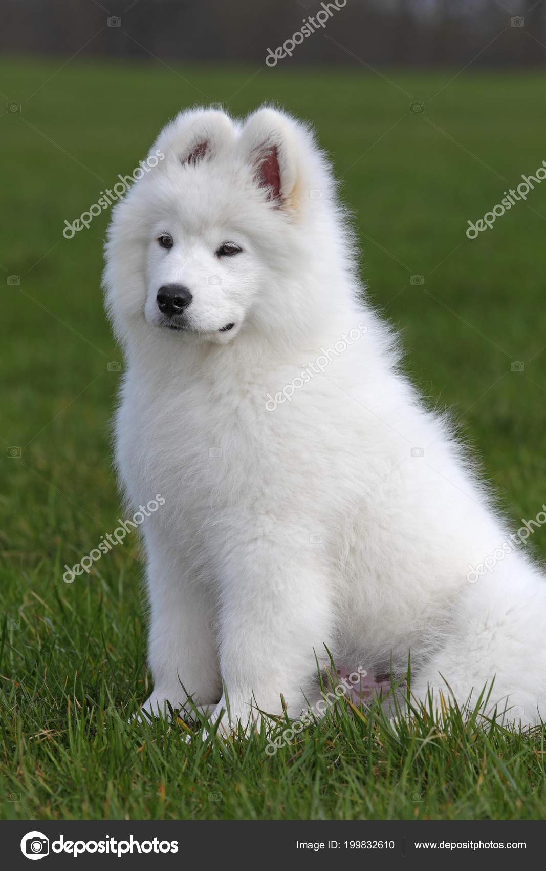 Eskimo Spitz American Eskimo Dog Poodle Mix Japanese Spitz Miniature  American Eskimo Dog Dog Breeds, image size:1067x1700