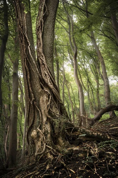 Ceniza Común Con Zarcillos Hiedra Bosque Parque Nacional Jasmund —  Fotos de Stock