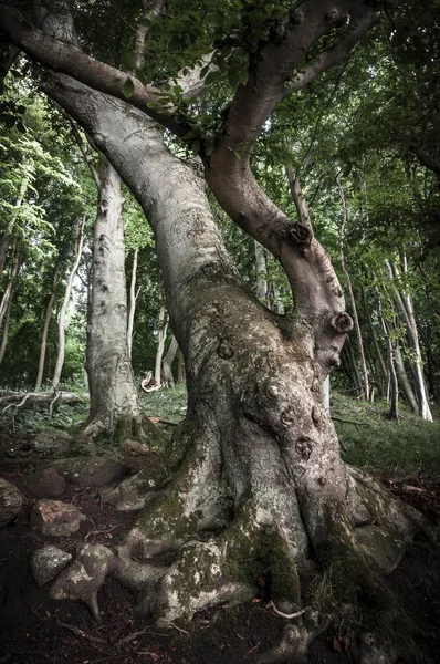 Fagus Fák Nyári Erdőben — Stock Fotó