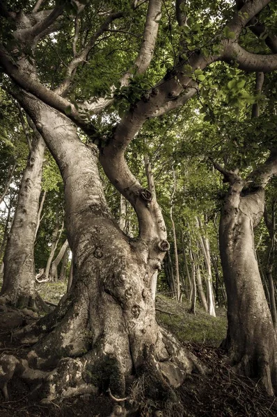 Muinainen Pyökki Fagus Puut Metsässä — kuvapankkivalokuva