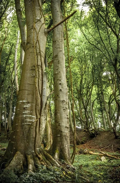 Ancient Beech Fagus Trees Forest Jasmund National Park Rgen Mecklenburg — Stock Photo, Image