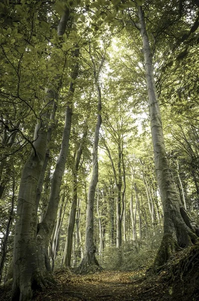 Faia Antiga Árvores Fagus Floresta Parque Nacional Jasmund — Fotografia de Stock