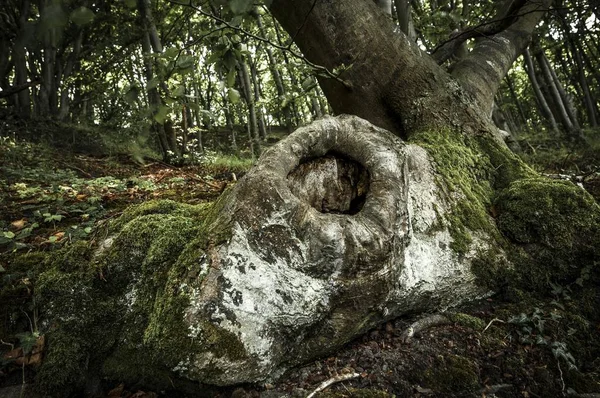 Tree Cave Ancient Beech Fagus Tree — Stock Photo, Image