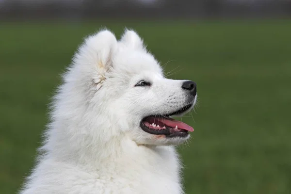 Bílé Nadýchané Samojed Štěně Psa Portrét — Stock fotografie