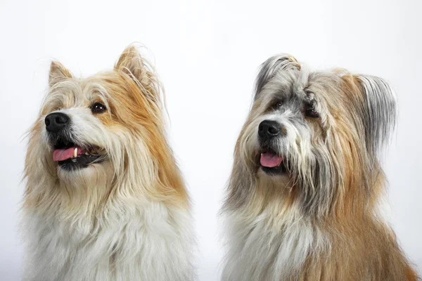 Elo Rüden Portraits Studioaufnahme Deutscher Elo Hunde — Stockfoto