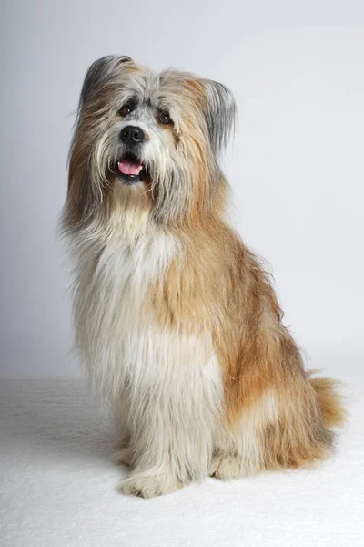 エロは男性の犬の肖像画 スタジオ撮影 — ストック写真