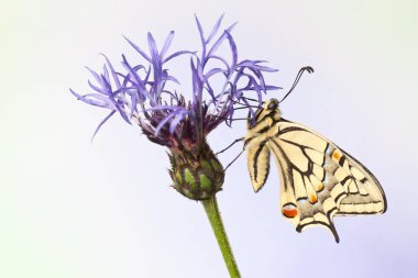 Old World Swallowtail, Papilio machaon butterfly on a cornflower  clipart