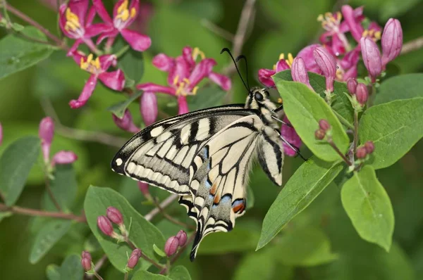 Schwalbenschwanz Papilio Machaon Schmetterling Äußere Flügel — Stockfoto