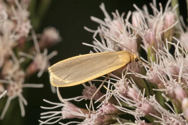 Buff Footman Moth Eilema Depressa Butterfly Flowers — Stock Photo, Image