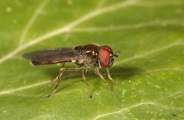 Melanostoma Mellinum 食蚜虻绿叶 — 图库照片