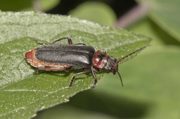 Escarabajo Soldado Hoja Verde Cantharis Fusca —  Fotos de Stock