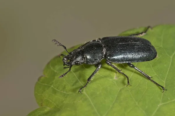Małych Stag Beetle Platycerus Caraboides Zielony Liść — Zdjęcie stockowe