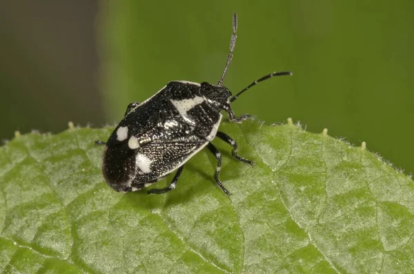 Λάχανο Bug Πράσινο Φύλλο Eurydema Oleraceum — Φωτογραφία Αρχείου