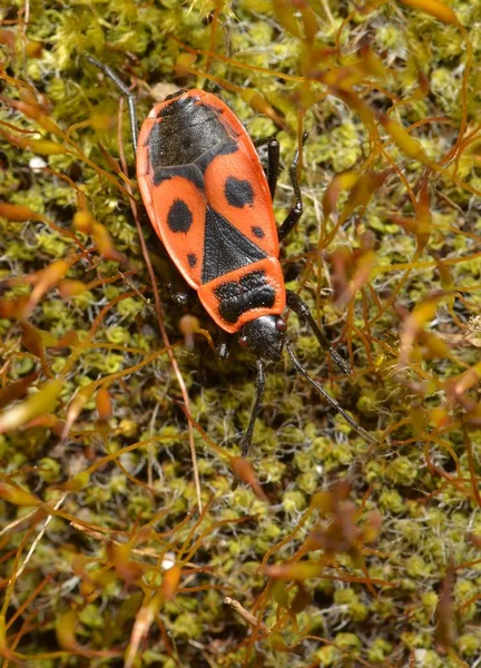 Bug Feu Commun Dans Herbe Mousse Pyrrhocoris Apterus — Photo
