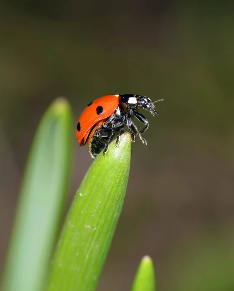 Avrupa Yedi Nokta Ladybird Çim Coccinella Septempunctata Üzerinde — Stok fotoğraf