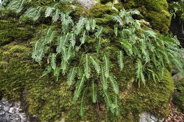 Fern Escudo Duro Polystichum Aculeatum Sobre Una Roca Cubierta Musgo —  Fotos de Stock