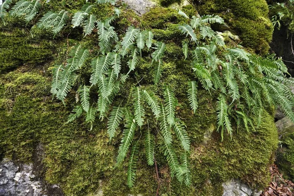 Hard Shield Fern Polystichum Aculeatum Een Met Mos Bedekte Rots — Stockfoto