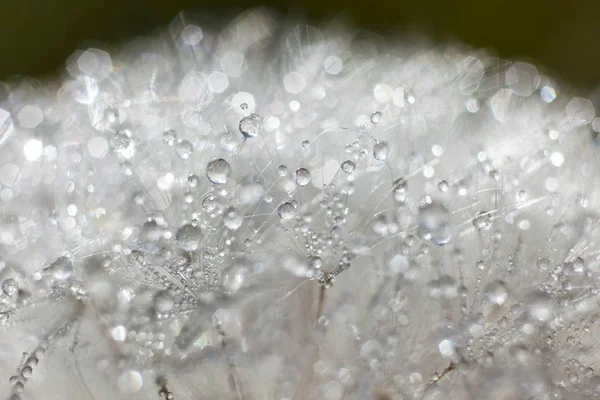 Blowball Dandelion Taraxacum Officinale Coberto Com Gotas Orvalho — Fotografia de Stock