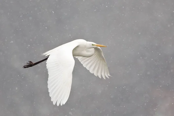 Silberreiher Vogel Silberreiher Alba Fliegt Bei Schneefall — Stockfoto