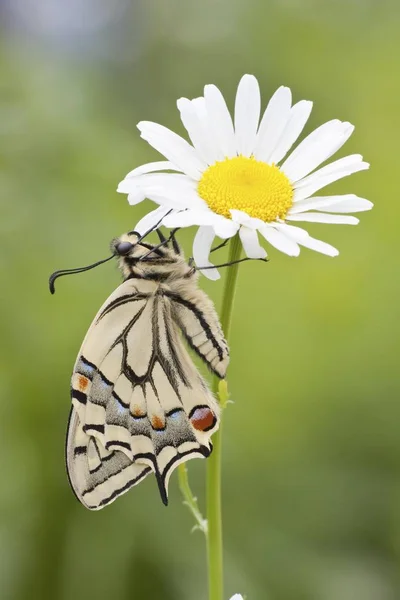 Viejo Mundo Cola Golondrina Papilio Machaon Mariposa Una Flor Margarita — Foto de Stock