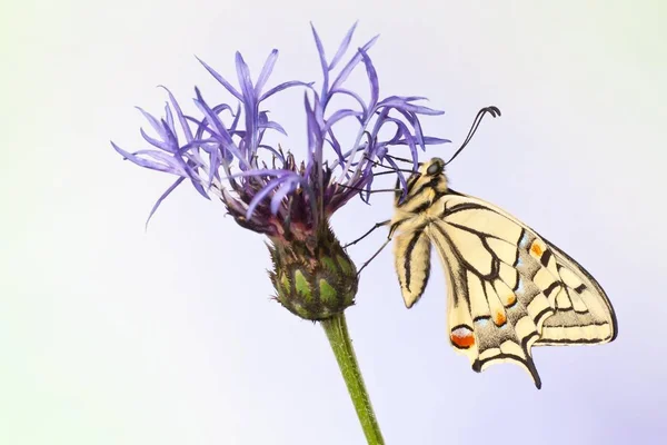 Viejo Mundo Cola Golondrina Papilio Machaon Mariposa Aciano — Foto de Stock