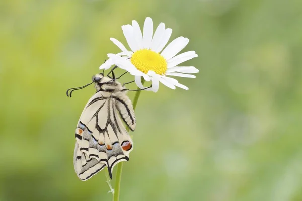 Vieux Monde Swallowtail Papilio Machaon Papillon Sur Une Marguerite — Photo