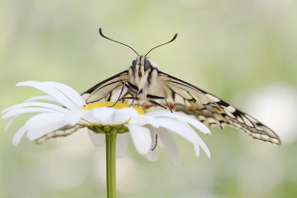 Vieux Monde Swallowtail Papilio Machaon Papillon Sur Une Marguerite — Photo