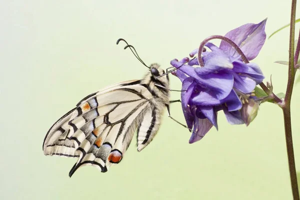 Velho Mundo Swallowtail Papilio Machaon Borboleta Uma Columbine — Fotografia de Stock