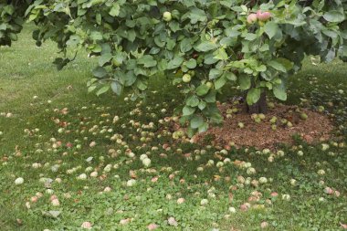 Fallen apples under apple tree, Malus domestica in summer  clipart