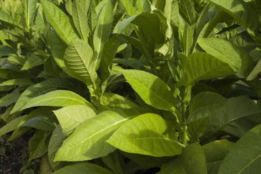 Tobacco plants, Nicotiana tabacum, Montral, Quebec Province, Canada, North America clipart
