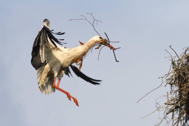 flying White Stork bird, Ciconia ciconia approaching to land with nesting material  clipart
