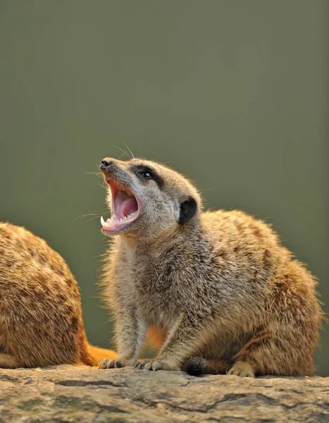 Çöl Faresi Suricata Çığlık Suricatta Yavru — Stok fotoğraf