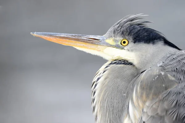 Reiger Vogel Ardea Cinerea Portret — Stockfoto