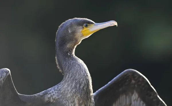 Grande Pássaro Cormorão Phalacrocorax Carbo Secando Suas Asas — Fotografia de Stock