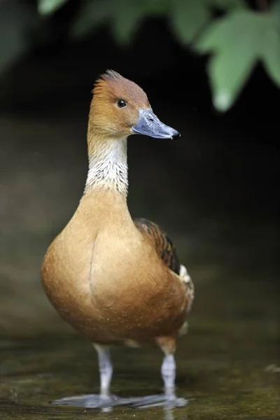 Husička Dvoubarvá Dendrocygna Bicolor Hnědý Pták Kachna — Stock fotografie