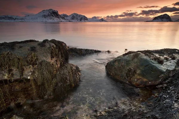 Vikbukta Koyunda Günbatımı Nordland Norway — Stok fotoğraf