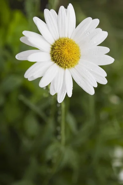 Oxeye Daisy Flower Leucanthemum Field — Stock Photo, Image