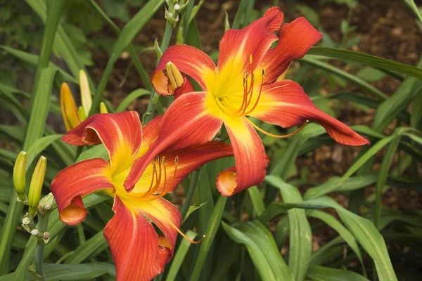 Daylilies キスゲの花の赤と黄色の花 — ストック写真