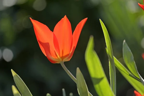 Flor Tulipa Vermelha Floração Tulipa — Fotografia de Stock